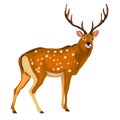 deer isolated illustration on white background. deer illustration Royalty Free Stock Photo