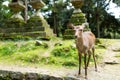 Deer in the japanese temple Royalty Free Stock Photo