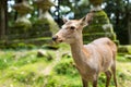 Deer in Japanese temple Royalty Free Stock Photo