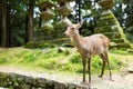 Deer in Japanese temple Royalty Free Stock Photo