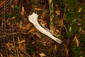 Deer jaw bone on forest floor Royalty Free Stock Photo