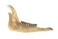 Deer jawbone