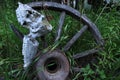 Deer Jawbone on an Old Wheel