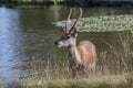 Deer keeping cool in summer Royalty Free Stock Photo