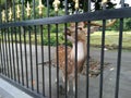 This deer is kept and bred in the Bogor Presidential Palace, West Java, Indonesia Royalty Free Stock Photo