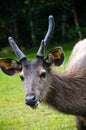 Deer in Khao Yai National Park