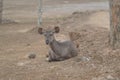 Deer in Khao Yai National Park