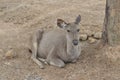 Deer in Khao Yai National Park