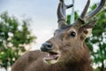 Deer in Khao Yai Park