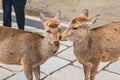 Deer kissing at the park in Japan Royalty Free Stock Photo