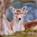 Deer in Knole Park Royalty Free Stock Photo