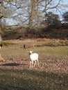 Deer at Knole Park Royalty Free Stock Photo