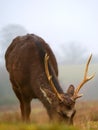 Deer in Knole Park Royalty Free Stock Photo