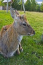 Deer - large animals with an elegant body Royalty Free Stock Photo