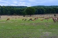 Deer - large animals with an elegant body Royalty Free Stock Photo