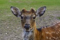 Deer - large animals with an elegant body Royalty Free Stock Photo