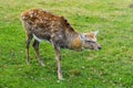 Deer - large animals with an elegant body Royalty Free Stock Photo