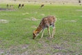 Deer - large animals with an elegant body Royalty Free Stock Photo