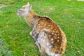 Deer - large animals with an elegant body