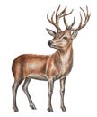 Deer with large antlers isolated on a white background. Forest inhabitant. Watercolor. Illustration. Template. Hand drawn. Royalty Free Stock Photo