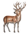 Deer with large antlers isolated on a white background. Forest inhabitant. Watercolor. Illustration. Template. Hand drawn.