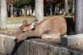 Deer laying down on the floor with sunlight at the park in Nara, Japan. Royalty Free Stock Photo