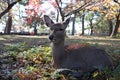 Deer laying down on the grass floor and background autumn tree at the park in Nara, Japan. Royalty Free Stock Photo
