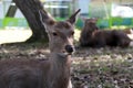 Deer laying down on the grass floor at the park in Nara, Japan. Royalty Free Stock Photo