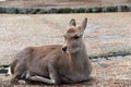 Deer laying down on the grass floor at the park in Nara, Japan. Royalty Free Stock Photo