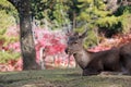 Deer laying down on the grass floor at the park in Nara, Japan. Royalty Free Stock Photo