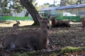 Deer laying down on the grass floor at the park in Nara, Japan. Royalty Free Stock Photo