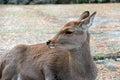 Deer laying down on the grass floor at the park in Nara, Japan. Royalty Free Stock Photo