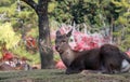 Deer laying down on the grass floor at the park in Nara, Japan. Royalty Free Stock Photo