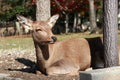 Deer laying down on the grass floor at the park in Nara, Japan. Royalty Free Stock Photo