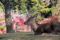 Deer laying down on the grass floor at the park in Nara, Japan. Royalty Free Stock Photo