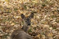 Deer laying in the grasses