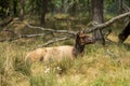 A deer lies in the grass resting, in a nature forest or a nature reserve Royalty Free Stock Photo