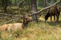 A deer lies in the grass resting, in a nature forest or a nature reserve Royalty Free Stock Photo