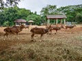 Deer life in a zoo. Group of sika deer on dry grass Royalty Free Stock Photo