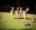 Deer lining up with one looking back in a comedic way