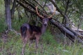 Deer with little gras straw