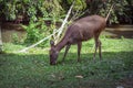 Deer living naturally in Khao Yai National Park