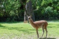 Deer with long horns in sunlight Royalty Free Stock Photo