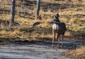 Deer looking back