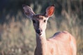 Deer looking at the camera close-up