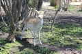 Deer looking at camera standing under trees