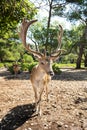 Deer Looking into the Camera