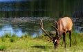 Deer looking for food at the lake shore on a sunny day Royalty Free Stock Photo