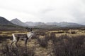 Deer Looking Over At The Beautiful Nature Scenic Concept