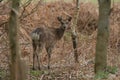 Deer looking over it`s shoulder